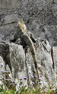 IMGP5840.JPG (88701 bytes)